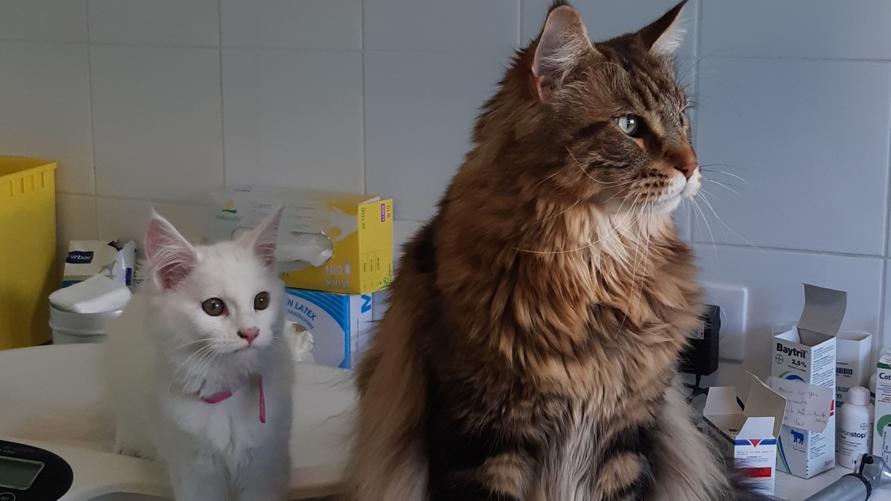 Animaux